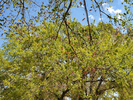 Heritage Museum «Jackie Townsell Bear Creek Heritage Museum», reviews and photos, 3925 Jackson St, Irving, TX 75061, USA