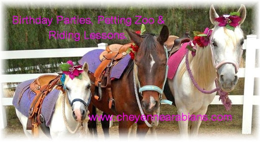 Cheyenne Arabians Pony Rides & Petting Zoo