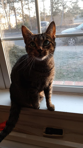 918 Hazelwood Rd, Toms River, NJ 08753, USA