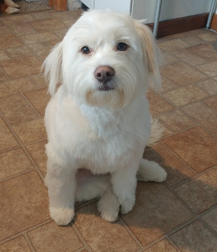 Pet Groomer «All For Paws», reviews and photos, 246 W Manson Hwy #6, Chelan, WA 98816, USA