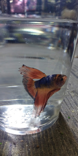 Pet Store «Animal Ark Pet Stores», reviews and photos, 33 Center St, Orem, UT 84057, USA