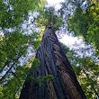 Founders Tree