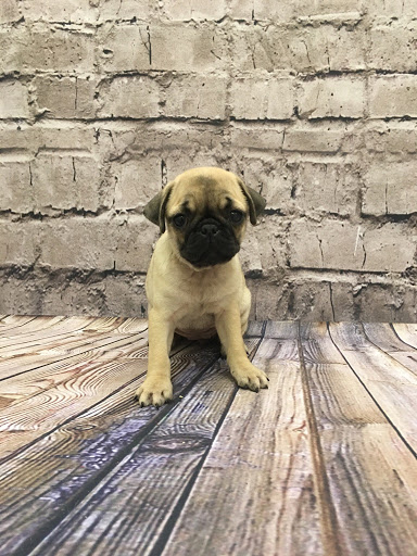 Pet Store «Happiness Is Pets», reviews and photos, 2936 Showplace Dr, Naperville, IL 60564, USA