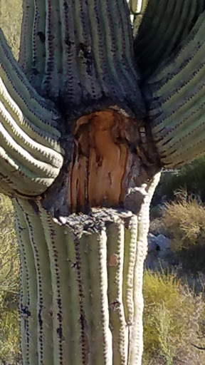 Tourist Attraction «Linda Vista Trail», reviews and photos, 730 E Linda Vista Rd, Oro Valley, AZ 85737, USA