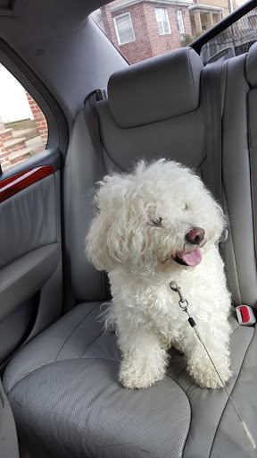 Doggy Dog World Inc, 2552 Coney Island Ave, Brooklyn, NY 11223, USA, 