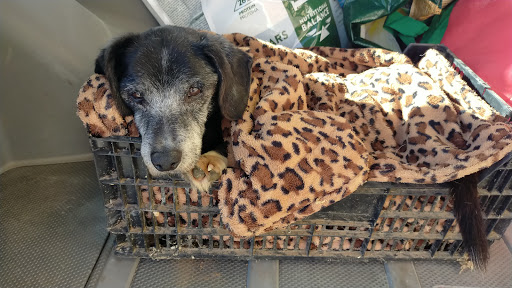 Kami Veterinaria en Llucmajor