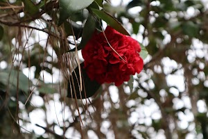 South Arkansas Arboretum - photo 43