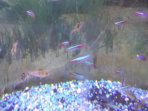 Tropical Fish Store «Delta Pet Center LLC», reviews and photos, 1370 Corporate Square Blvd, Slidell, LA 70458, USA