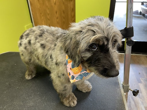 Green Family Pets - Boarding and Grooming