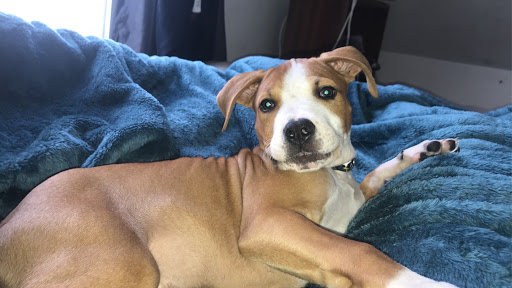 Pet Supply Store «Pet Supplies Plus», reviews and photos, 3120 NJ-35, Hazlet, NJ 07730, USA