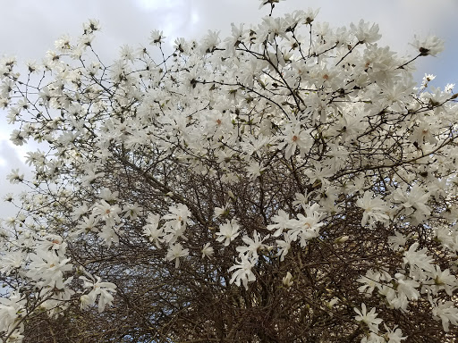 Park «Mark Twain Park», reviews and photos, 10625 132nd Ave NE, Kirkland, WA 98033, USA