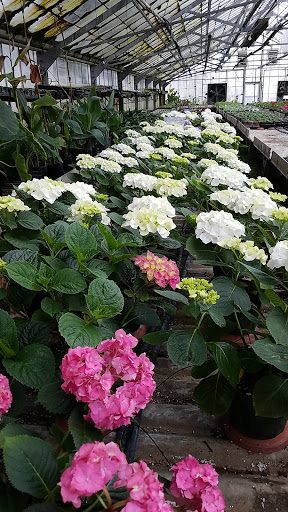 Florist «Swan Floral & Gift Shop», reviews and photos, 4311 Dixie Hwy, Erlanger, KY 41018, USA