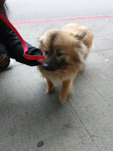 Pet Store «Sierra Fish and Pets», reviews and photos, 601 S Grady Way Suite M, Renton, WA 98057, USA