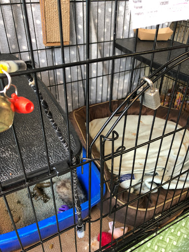 Pet Supply Store «Petland Discounts - Austin Street», reviews and photos, 70-44 Austin St, Queens, NY 11375, USA