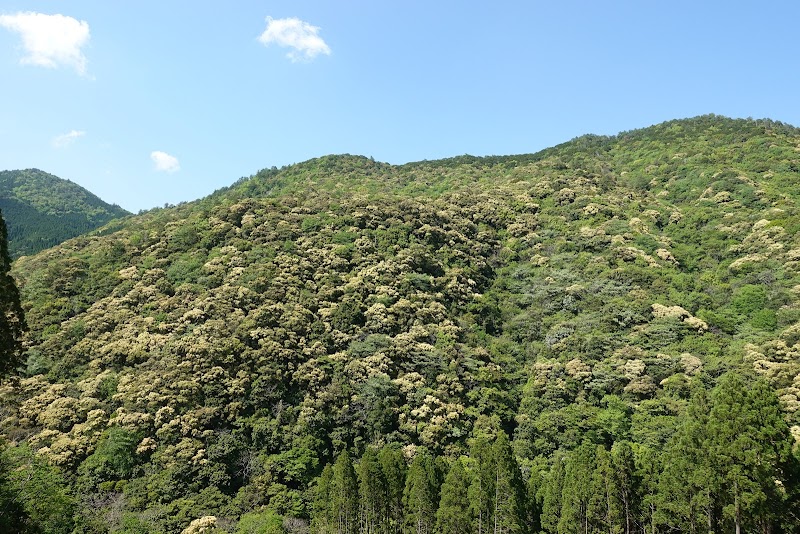 鷹鳥屋山(たかとりやさん)の自然林