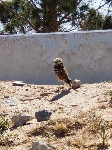 Park «Blackie Chesher Park», reviews and photos, 1100 N Zaragoza Rd, El Paso, TX 79907, USA