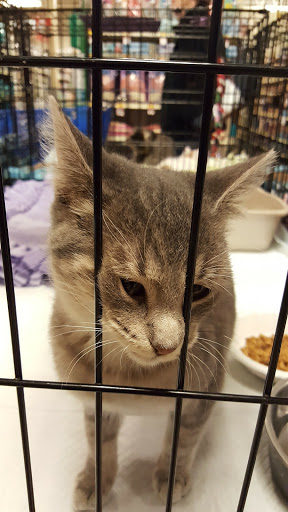 Pet Supply Store «PetSmart», reviews and photos, 63 Rice Lake Square, Wheaton, IL 60187, USA