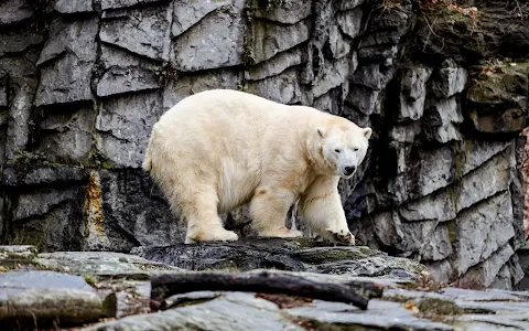 Eisbären-Gehege image