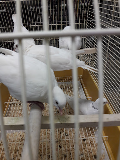 Pet Store «Parrots Of The World Aquarium and Pet Center», reviews and photos, 316 Sunrise Hwy #1, Rockville Centre, NY 11570, USA