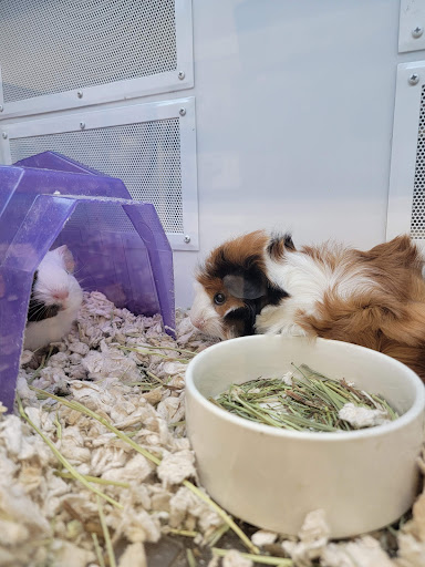 Pet Supply Store «Petco Animal Supplies», reviews and photos, 993 Branson Hills Pkwy, Branson, MO 65616, USA