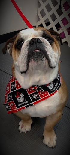 Pet Groomer «A Klassy Lassie, LLC», reviews and photos, 30 Old Jackson Rd, McDonough, GA 30252, USA