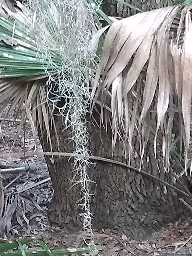 County Government Office «Brevard County Enchanted Forest Sanctuary», reviews and photos, 444 Columbia Blvd, Titusville, FL 32780, USA