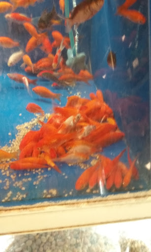 Pet Supply Store «PetSmart», reviews and photos, 12483 Limonite Ave, Mira Loma, CA 91752, USA