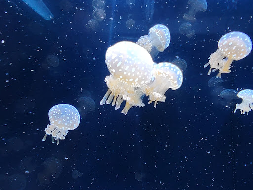 Aquarium «Mote Marine Laboratory & Aquarium», reviews and photos, 1600 Ken Thompson Pkwy, Sarasota, FL 34236, USA