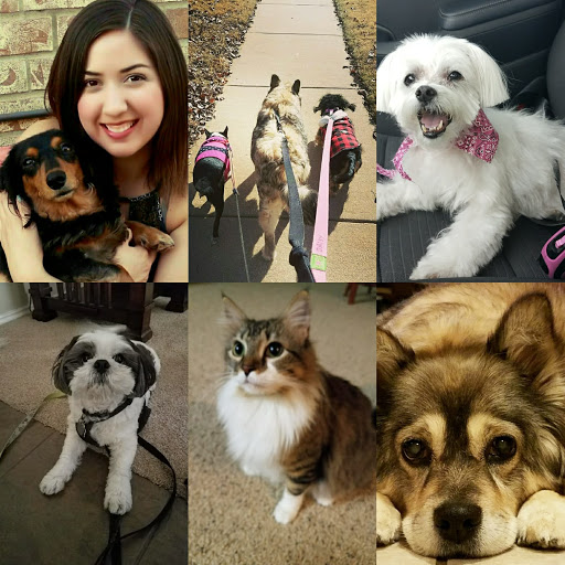 Daisy Pet Services