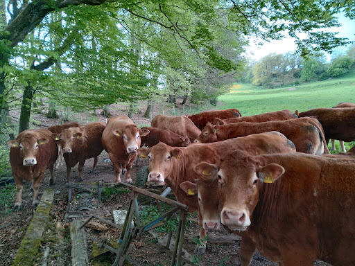 Tierarztpraxis Hansen unter Oberweiler, 