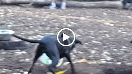 Park «Lake of the Isles Dog Park», reviews and photos, 2845 W Lake of the Isles Pkwy, Minneapolis, MN 55405, USA