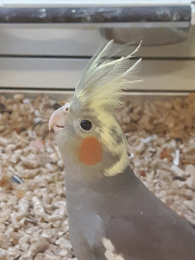 Pet Supply Store «PetSmart», reviews and photos, 1115 Vidina Pl, Oviedo, FL 32765, USA