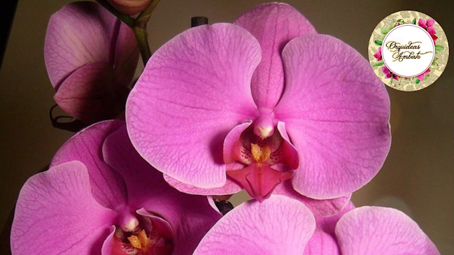 Opiniones de Orquídeas Ambato en Ambato - Centro de jardinería