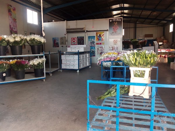 Flores Marín