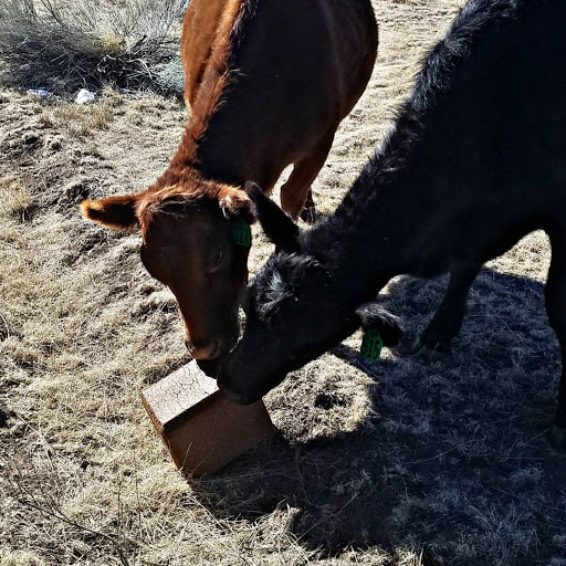 Park «Collins Park», reviews and photos, 2100 Collins Ave, Miami Beach, FL 33140, USA