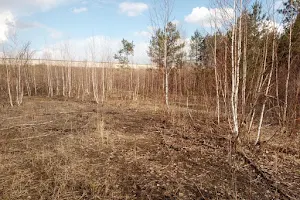 Bykovnyansky forest image