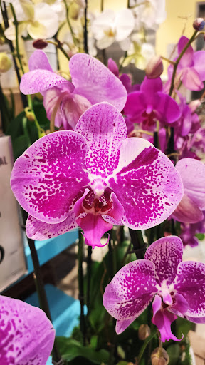 Grocery Store «Whole Foods Market», reviews and photos, 299 SE 3rd Ave, Miami, FL 33131, USA