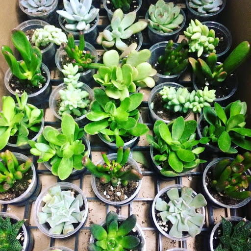 Florist «City Line Florist», reviews and photos, 2978 Nichols Ave, Trumbull, CT 06611, USA