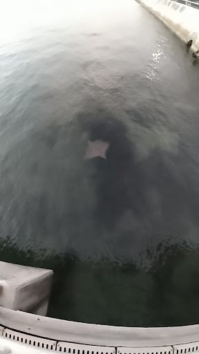 Marina «Fort Pierce City Marina», reviews and photos, 1 Avenue A, Fort Pierce, FL 34950, USA