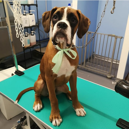 Pensioni per cani e dog hotel a La casa di Ozzy