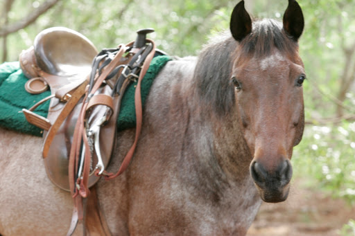 Happy Trails Hawaii Horseback Rides