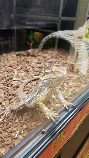 Pet Store «Lake City Pets and Supplies & Grooming», reviews and photos, 1101 US-90, Lake City, FL 32055, USA