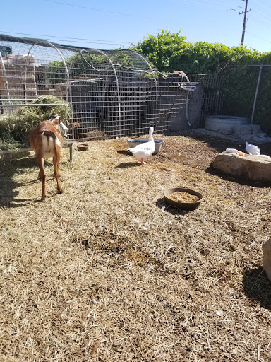 Pet Supply Store «Brentwood Feed & Pet Supply», reviews and photos, 2500 Walnut Blvd, Brentwood, CA 94513, USA