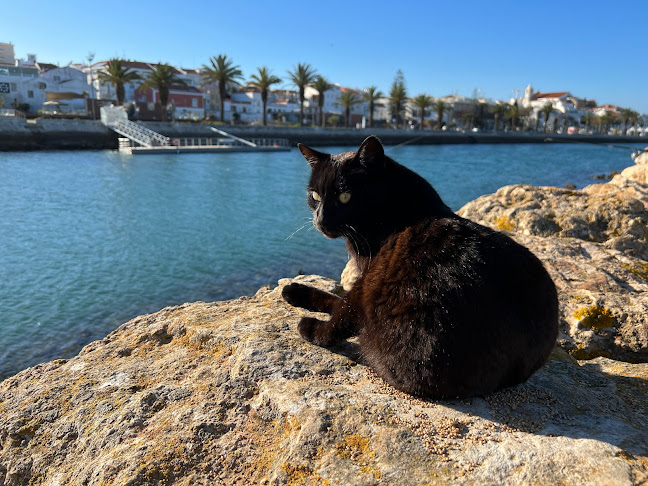 Avaliações doLagos Ferry Cats em Lagos - Associação