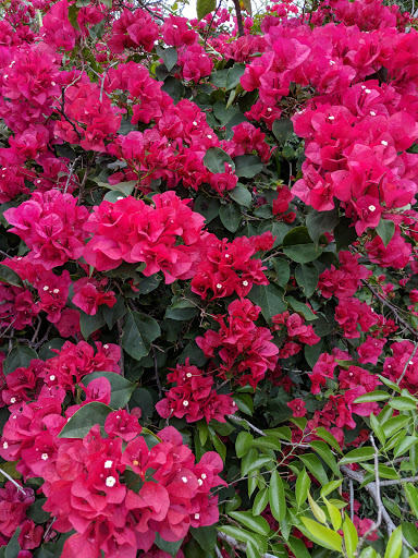 Nature Preserve «McAllen Nature Center», reviews and photos, 4101 U.S. 83 Business, McAllen, TX 78501, USA