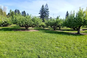 Curran Apple Orchard Park image