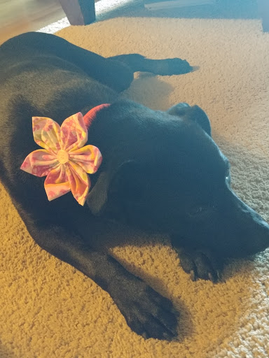 Pet Supply Store «Alpha-Dog Pet Centers, L.L.C.», reviews and photos, 46370 Middle Ridge Rd, Amherst, OH 44001, USA