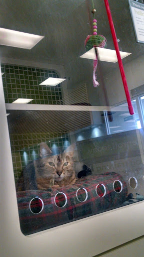 Pet Supply Store «Petco Animal Supplies», reviews and photos, 29335 Orchard Lake Rd, Farmington Hills, MI 48334, USA