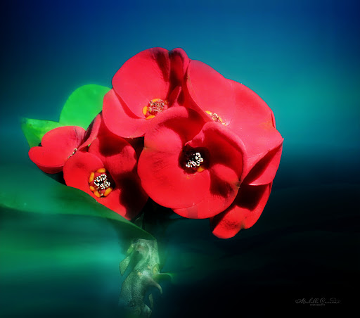 Botanical Garden «Heathcote Botanical Gardens», reviews and photos, 210 Savannah Rd, Fort Pierce, FL 34982, USA