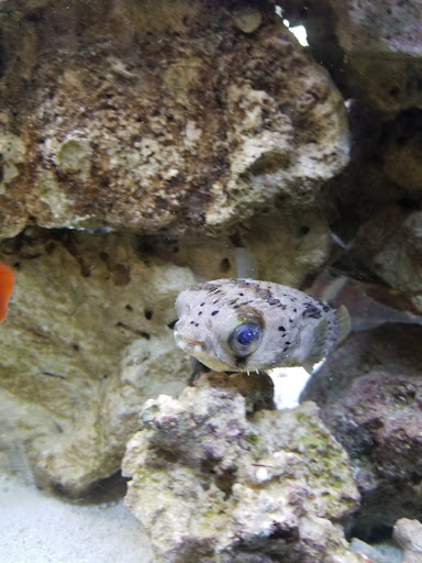 Pet Store «Fish Bowl Pets», reviews and photos, 1013 Hope St, Stamford, CT 06907, USA